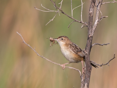 <i class='fa fa-user'></i>&nbsp;Bert Snijder&nbsp;|   Graszanger&nbsp; <i class='fa fa-eye'>&nbsp;267</i> &nbsp; <i class='fa fa-comment-o'>&nbsp;4</i>