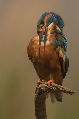 Poetsende ijsvogelman nadat deze een duik had genomen.
gemaakt vanuit een schuilhut.
benieuwd naar jullie mening hierover