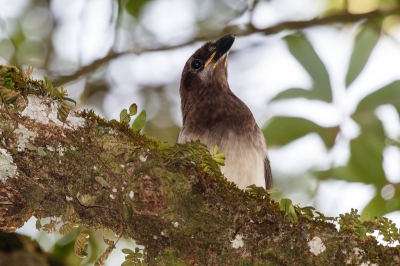 <i class='fa fa-user'></i>&nbsp;Louis56&nbsp;|   Bruine Gaai&nbsp; <i class='fa fa-eye'>&nbsp;235</i> &nbsp; <i class='fa fa-comment-o'>&nbsp;1</i>