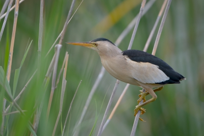 <i class='fa fa-user'></i>&nbsp;Hans Overduin&nbsp;|   Woudaap&nbsp; <i class='fa fa-eye'>&nbsp;584</i> &nbsp;<i class='fa fa-thumbs-up'>&nbsp;6</i> &nbsp; <i class='fa fa-comment-o'>&nbsp;18</i>