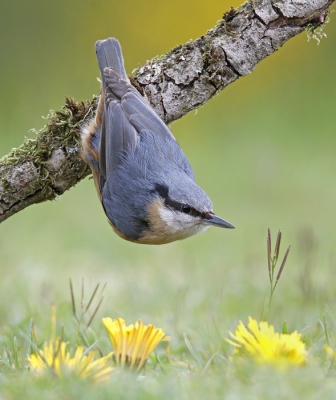 <i class='fa fa-user'></i>&nbsp;Gejo Wassink&nbsp;|   Boomklever&nbsp; <i class='fa fa-eye'>&nbsp;526</i> &nbsp;<i class='fa fa-thumbs-up'>&nbsp;10</i> &nbsp; <i class='fa fa-comment-o'>&nbsp;18</i>