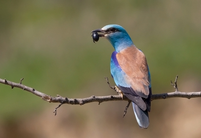 <i class='fa fa-user'></i>&nbsp;charlysax&nbsp;|   Scharrelaar&nbsp; <i class='fa fa-eye'>&nbsp;459</i> &nbsp;<i class='fa fa-thumbs-up'>&nbsp;6</i> &nbsp; <i class='fa fa-comment-o'>&nbsp;10</i>