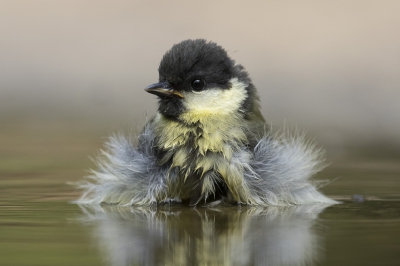 <i class='fa fa-user'></i>&nbsp;Arjan Troost&nbsp;|   Koolmees&nbsp; <i class='fa fa-eye'>&nbsp;350</i> &nbsp;<i class='fa fa-thumbs-up'>&nbsp;2</i> &nbsp; <i class='fa fa-comment-o'>&nbsp;11</i>