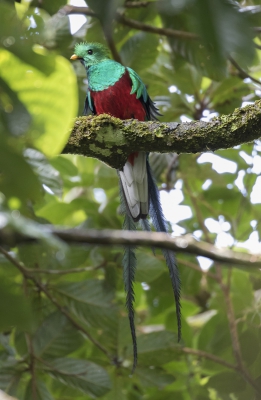 S'morgens vroeg het nevelwoud van Monteverde in, op zoek naar de Quetzal. Deze vogels zijn met name te vinden in de Advocado bomen. Tijdens de paartijd is er vaak een grotere kans om deze vogels voor de camera te krijgen. We hadden geluk nl. 6 vogels in een boom, komt niet veel voor volgens onze gids !