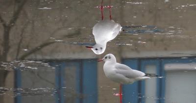 <i class='fa fa-user'></i>&nbsp;sieb&nbsp;|   Kokmeeuw&nbsp; <i class='fa fa-eye'>&nbsp;487</i> &nbsp;<i class='fa fa-thumbs-up'>&nbsp;13</i> &nbsp; <i class='fa fa-comment-o'>&nbsp;19</i>