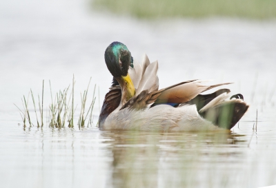 Wilde Eend, een van de meest gewone vogels, maar toch zo'n stemmige foto. De kleuren komen hier optimaal uit. De wazige sprietjes die tussen de eend en mijn camera in zitten, vind ik hier niet storend, maar zelfs iets toevoegen. Deze foto heb ik liggend op mijn buik in een kijkhut gemaakt. 
Zelf vind ik dit een juweeltje van een foto.