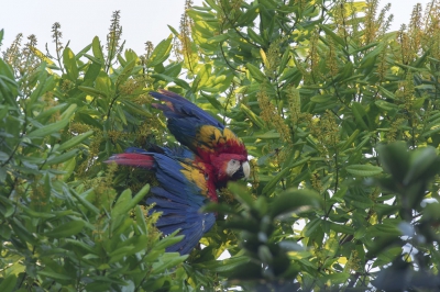 S'morgens vroeg ,na een regenbui, lagen de ara's met de vleugels uitgespreid te baden in de fijnbladerige bomen. Dat ze het naar hun zin hadden, lieten ze duidelijk horen. Het was een moment om van te genieten, ook voor mij !