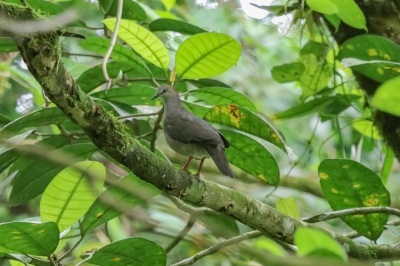 <i class='fa fa-user'></i>&nbsp;Louis56&nbsp;|   Cassins Duif&nbsp; <i class='fa fa-eye'>&nbsp;182</i> &nbsp; <i class='fa fa-comment-o'>&nbsp;1</i>