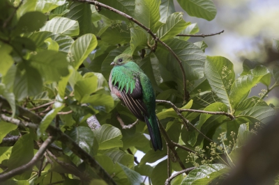 Ook het vrouwtje van de Quetzal mag er zijn wat kleuren betreft. Op de foto is goed te zien hoe verborgen deze vogels leven. Ik had geluk om er meerdere in een advocado boom te zien !