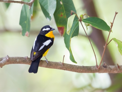 <i class='fa fa-user'></i>&nbsp;Paul van Giersbergen&nbsp;|   Driekleurenvliegenvanger&nbsp; <i class='fa fa-eye'>&nbsp;197</i> &nbsp; <i class='fa fa-comment-o'>&nbsp;2</i>