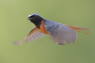 <i class='fa fa-user'></i>&nbsp;Johan G&nbsp;|   Gekraagde Roodstaart&nbsp; <i class='fa fa-eye'>&nbsp;522</i> &nbsp;<i class='fa fa-thumbs-up'>&nbsp;10</i> &nbsp; <i class='fa fa-comment-o'>&nbsp;14</i>