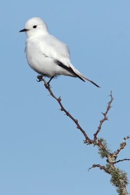 <i class='fa fa-user'></i>&nbsp;Martjan Lammertink&nbsp;|   Witte Monjita&nbsp; <i class='fa fa-eye'>&nbsp;281</i> &nbsp;<i class='fa fa-thumbs-up'>&nbsp;1</i> &nbsp; <i class='fa fa-comment-o'>&nbsp;3</i>