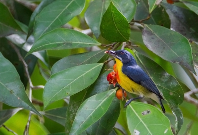 <i class='fa fa-user'></i>&nbsp;charlysax&nbsp;|   Blauwrughoningvogel&nbsp; <i class='fa fa-eye'>&nbsp;185</i> &nbsp; <i class='fa fa-comment-o'>&nbsp;2</i>