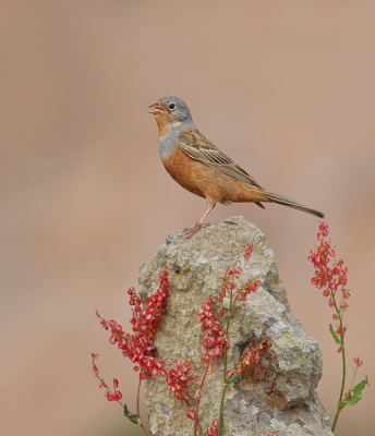 <i class='fa fa-user'></i>&nbsp;sam&nbsp;|   Bruinkeelortolaan&nbsp; <i class='fa fa-eye'>&nbsp;491</i> &nbsp;<i class='fa fa-thumbs-up'>&nbsp;11</i> &nbsp; <i class='fa fa-comment-o'>&nbsp;15</i>