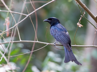 <i class='fa fa-user'></i>&nbsp;Paul van Giersbergen&nbsp;|   Kraaienbekdrongo&nbsp; <i class='fa fa-eye'>&nbsp;187</i> &nbsp; <i class='fa fa-comment-o'>&nbsp;1</i>