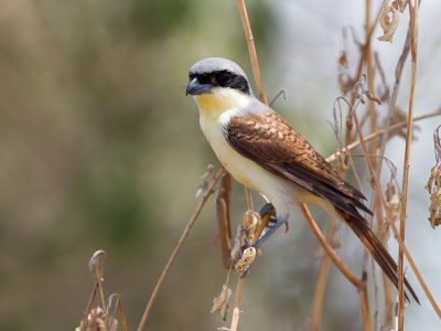 <i class='fa fa-user'></i>&nbsp;Paul van Giersbergen&nbsp;|   Tijgerklauwier&nbsp; <i class='fa fa-eye'>&nbsp;267</i> &nbsp;<i class='fa fa-thumbs-up'>&nbsp;1</i> &nbsp; <i class='fa fa-comment-o'>&nbsp;5</i>
