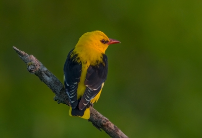 <i class='fa fa-user'></i>&nbsp;charlysax&nbsp;|   Wielewaal&nbsp; <i class='fa fa-eye'>&nbsp;674</i> &nbsp;<i class='fa fa-thumbs-up'>&nbsp;24</i> &nbsp; <i class='fa fa-comment-o'>&nbsp;16</i>