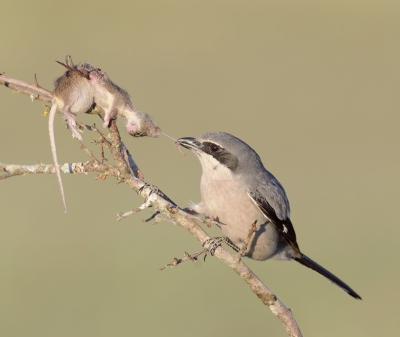 <i class='fa fa-user'></i>&nbsp;Henk Laverman&nbsp;|   Iberische Klapekster&nbsp; <i class='fa fa-eye'>&nbsp;541</i> &nbsp;<i class='fa fa-thumbs-up'>&nbsp;6</i> &nbsp; <i class='fa fa-comment-o'>&nbsp;10</i>