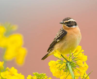 <i class='fa fa-user'></i>&nbsp;Wilfried Solarz&nbsp;|   Paapje&nbsp; <i class='fa fa-eye'>&nbsp;528</i> &nbsp;<i class='fa fa-thumbs-up'>&nbsp;13</i> &nbsp; <i class='fa fa-comment-o'>&nbsp;15</i>