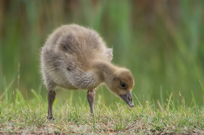 <i class='fa fa-user'></i>&nbsp;Marcel van der Tol&nbsp;|   Grauwe Gans&nbsp; <i class='fa fa-eye'>&nbsp;207</i> &nbsp;<i class='fa fa-thumbs-up'>&nbsp;1</i> &nbsp; <i class='fa fa-comment-o'>&nbsp;2</i>