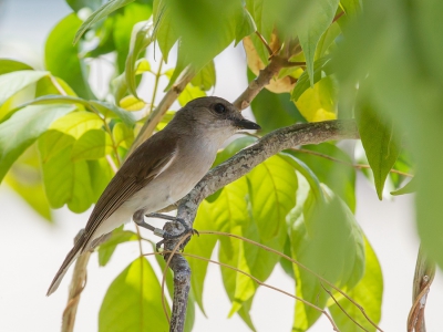 <i class='fa fa-user'></i>&nbsp;Paul van Giersbergen&nbsp;|   Mangrovefluiter&nbsp; <i class='fa fa-eye'>&nbsp;155</i> &nbsp; <i class='fa fa-comment-o'>&nbsp;1</i>