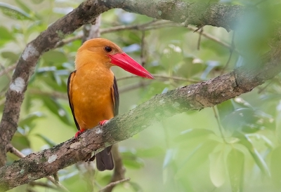 <i class='fa fa-user'></i>&nbsp;charlysax&nbsp;|   Bruinvleugelijsvogel&nbsp; <i class='fa fa-eye'>&nbsp;235</i> &nbsp;<i class='fa fa-thumbs-up'>&nbsp;4</i> &nbsp; <i class='fa fa-comment-o'>&nbsp;7</i>