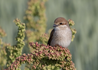 <i class='fa fa-user'></i>&nbsp;Marie-Jos� Boon&nbsp;|   Grauwe Klauwier&nbsp; <i class='fa fa-eye'>&nbsp;313</i> &nbsp;<i class='fa fa-thumbs-up'>&nbsp;3</i> &nbsp; <i class='fa fa-comment-o'>&nbsp;8</i>