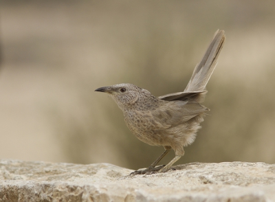 <i class='fa fa-user'></i>&nbsp;JHR&nbsp;|   Arabische Babbelaar&nbsp; <i class='fa fa-eye'>&nbsp;329</i> &nbsp; <i class='fa fa-comment-o'>&nbsp;6</i>