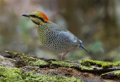 <i class='fa fa-user'></i>&nbsp;charlysax&nbsp;|   Blauwe Pitta&nbsp; <i class='fa fa-eye'>&nbsp;289</i> &nbsp;<i class='fa fa-thumbs-up'>&nbsp;9</i> &nbsp; <i class='fa fa-comment-o'>&nbsp;8</i>