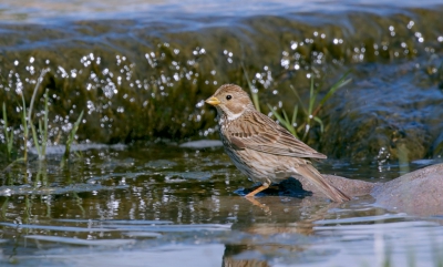 Bij de doorwaadbare plaats door de Tsikniasrivier komen vaak vogels drinken of een bad nemen. Ik ben er een uurtje gaan zitten en na enige tijd komen ze steeds dichterbij. Zo ook deze Grauwe Gors.