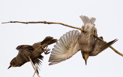 <i class='fa fa-user'></i>&nbsp;vanmarle&nbsp;|   Spreeuw&nbsp; <i class='fa fa-eye'>&nbsp;297</i> &nbsp; <i class='fa fa-comment-o'>&nbsp;2</i>