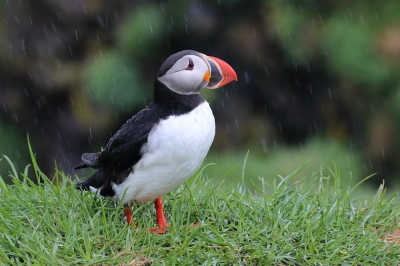 Met bakken viel het regenwater uit de lucht.
Toch was het de moeite waard om en paar foto's van deze grappige vogel te maken.Ik ben er heel blij mee!