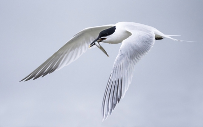 <i class='fa fa-user'></i>&nbsp;Bert Ooms&nbsp;|   Grote Stern&nbsp; <i class='fa fa-eye'>&nbsp;341</i> &nbsp;<i class='fa fa-thumbs-up'>&nbsp;3</i> &nbsp; <i class='fa fa-comment-o'>&nbsp;9</i>