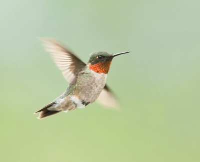 <i class='fa fa-user'></i>&nbsp;Ton D�pp&nbsp;|   Robijnkeelkolibrie&nbsp; <i class='fa fa-eye'>&nbsp;349</i> &nbsp;<i class='fa fa-thumbs-up'>&nbsp;1</i> &nbsp; <i class='fa fa-comment-o'>&nbsp;3</i>