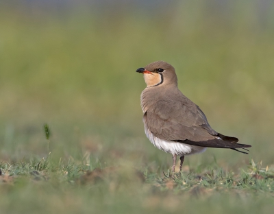 <i class='fa fa-user'></i>&nbsp;Alfred Berkhof&nbsp;|   Vorkstaartplevier&nbsp; <i class='fa fa-eye'>&nbsp;460</i> &nbsp;<i class='fa fa-thumbs-up'>&nbsp;12</i> &nbsp; <i class='fa fa-comment-o'>&nbsp;13</i>