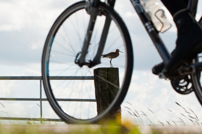 <i class='fa fa-user'></i>&nbsp;P.Teune&nbsp;|   Grutto&nbsp; <i class='fa fa-eye'>&nbsp;636</i> &nbsp;<i class='fa fa-thumbs-up'>&nbsp;4</i> &nbsp; <i class='fa fa-comment-o'>&nbsp;14</i>