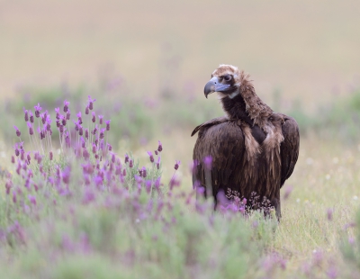 <i class='fa fa-user'></i>&nbsp;Henk Laverman&nbsp;|   Monniksgier&nbsp; <i class='fa fa-eye'>&nbsp;541</i> &nbsp;<i class='fa fa-thumbs-up'>&nbsp;7</i> &nbsp; <i class='fa fa-comment-o'>&nbsp;11</i>