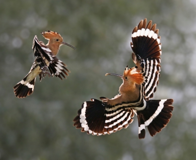 Een maand lang voor Wildpix in Hongarije gezeten. Het doel was nieuwe fotolocaties te zoeken, inventariseren van de soorten in de omgeving, plekken creren voor gasten die er op dat moment zaten en ik mocht ook zelf fotograferen. Een van de projecten die ik had was 'project Hop', na 3 weken eindelijk een plek gecreerd waar de hop goed was te fotograferen. Vanuit mobiele hutten konden ze gefotografeerd worden en omdat ze net jongen hadden vlogen ze af en aan met voer. Op de laatste dag van mijn verblijf deze foto kunnen maken. De ene oudervogel vloog net weg terwijl de ander net aan kwam vliegen, waardoor die even schrok en afboog. Dat je net dat moment vast kan leggen met wat flauw tegenlicht en beide vogels scherp, dat was toch wel even kicken! De komende tijd zal ik wat beelden laten zien van mijn Hongarije serie ;)

Groeten, Thijs