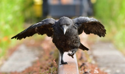 <i class='fa fa-user'></i>&nbsp;Ruud Scherpenisse&nbsp;|   Zwarte Kraai&nbsp; <i class='fa fa-eye'>&nbsp;361</i> &nbsp;<i class='fa fa-thumbs-up'>&nbsp;4</i> &nbsp; <i class='fa fa-comment-o'>&nbsp;10</i>