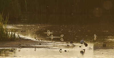 <i class='fa fa-user'></i>&nbsp;Fons Hoiting&nbsp;|   Kluut&nbsp; <i class='fa fa-eye'>&nbsp;344</i> &nbsp;<i class='fa fa-thumbs-up'>&nbsp;5</i> &nbsp; <i class='fa fa-comment-o'>&nbsp;9</i>