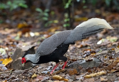 <i class='fa fa-user'></i>&nbsp;charlysax&nbsp;|   Zilverfazant&nbsp; <i class='fa fa-eye'>&nbsp;291</i> &nbsp;<i class='fa fa-thumbs-up'>&nbsp;1</i> &nbsp; <i class='fa fa-comment-o'>&nbsp;4</i>