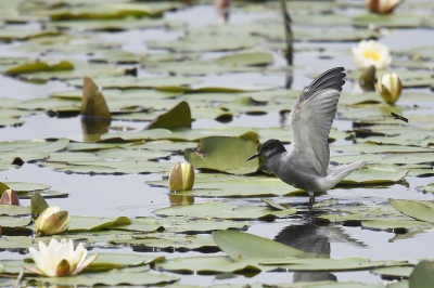 <i class='fa fa-user'></i>&nbsp;Gerard Visser&nbsp;|   Zwarte Stern&nbsp; <i class='fa fa-eye'>&nbsp;399</i> &nbsp; <i class='fa fa-comment-o'>&nbsp;14</i>