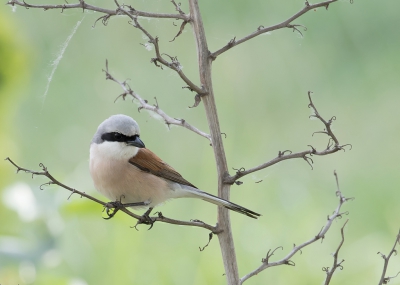 <i class='fa fa-user'></i>&nbsp;Marie-Jos� Boon&nbsp;|   Grauwe Klauwier&nbsp; <i class='fa fa-eye'>&nbsp;338</i> &nbsp;<i class='fa fa-thumbs-up'>&nbsp;10</i> &nbsp; <i class='fa fa-comment-o'>&nbsp;12</i>