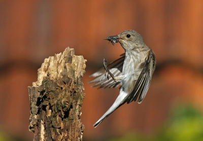 <i class='fa fa-user'></i>&nbsp;Gejo Wassink&nbsp;|   Grauwe Vliegenvanger&nbsp; <i class='fa fa-eye'>&nbsp;344</i> &nbsp;<i class='fa fa-thumbs-up'>&nbsp;3</i> &nbsp; <i class='fa fa-comment-o'>&nbsp;10</i>