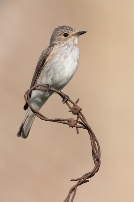 <i class='fa fa-user'></i>&nbsp;Luc Meert&nbsp;|   Grauwe Vliegenvanger&nbsp; <i class='fa fa-eye'>&nbsp;345</i> &nbsp;<i class='fa fa-thumbs-up'>&nbsp;5</i> &nbsp; <i class='fa fa-comment-o'>&nbsp;8</i>