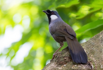 <i class='fa fa-user'></i>&nbsp;charlysax&nbsp;|   Zwartkeellijstergaai&nbsp; <i class='fa fa-eye'>&nbsp;177</i> &nbsp; <i class='fa fa-comment-o'>&nbsp;5</i>