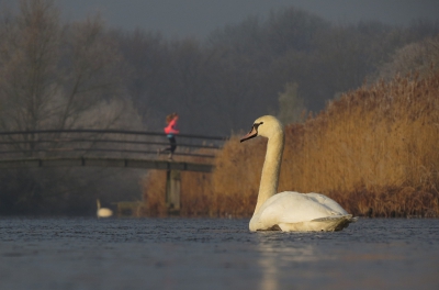 <i class='fa fa-user'></i>&nbsp;sieb&nbsp;|   Knobbelzwaan&nbsp; <i class='fa fa-eye'>&nbsp;326</i> &nbsp;<i class='fa fa-thumbs-up'>&nbsp;4</i> &nbsp; <i class='fa fa-comment-o'>&nbsp;13</i>