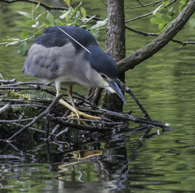 De Kwak is tamelijk zeldzaam in de overstromingsvlakten van de Rijn. Bij een bezoek in het natuurresevaat de Petit Camarque wilde het geluk, dat ik deze vogel ontmoette.