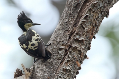 <i class='fa fa-user'></i>&nbsp;Martjan Lammertink&nbsp;|   Hartvlekspecht&nbsp; <i class='fa fa-eye'>&nbsp;264</i> &nbsp;<i class='fa fa-thumbs-up'>&nbsp;5</i> &nbsp; <i class='fa fa-comment-o'>&nbsp;9</i>