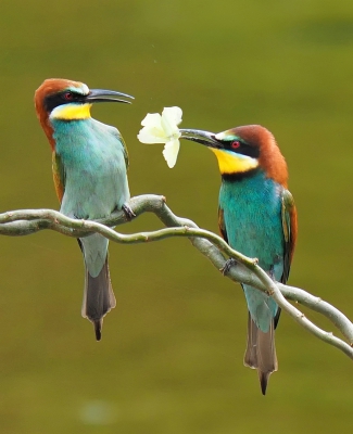 <i class='fa fa-user'></i>&nbsp;corvanspijk&nbsp;|   Bijeneter&nbsp; <i class='fa fa-eye'>&nbsp;328</i> &nbsp;<i class='fa fa-thumbs-up'>&nbsp;1</i> &nbsp; <i class='fa fa-comment-o'>&nbsp;5</i>